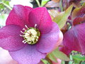 vignette Hellebore