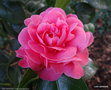vignette ' TRIUMPHANS ' camellia japonica