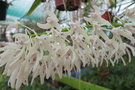 vignette Dendrobium ruppianum