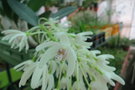 vignette Dendrobium ruppianum