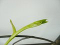 vignette Phalaenopsis manii - future floraison