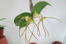 vignette Dendrobium tetragonum var giganteum