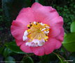 vignette Camélia ' DEWATAIRIN ' camellia japonica de higo