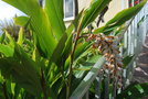 vignette Alpinia zerumbet en fleurs