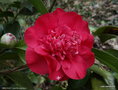 vignette ' FIRE FALLS ' camellia japonica