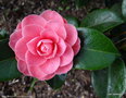 vignette Camélia ' MRS TINGLEY ' camellia japonica