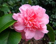 vignette Camellia japonica , issu de mes semis