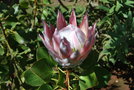 vignette Protea cynaroides