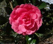 vignette ' TAMZIN COULL ' camellia hybride