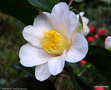 vignette ' TENDRESSE ' camellia japonica