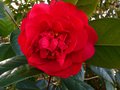 vignette Camellia reticulata Dr Clifford's park gros plan au 10 03 13