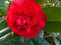 vignette Camellia reticulata hyb. autre gros plan au 10 03 13