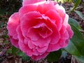 vignette Camellia reticulata K.O.Hester autre fleur au 10 03 13
