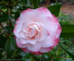 vignette ' NUCCIO'S PEARL ' camellia japonica