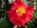 vignette Camellia japonica Grand Prix gros plan de ses très grandes fleurs au 08 03 13