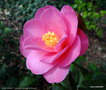 vignette ' DAINTINESS  '  camellia hybride williamsii