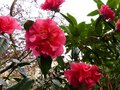 vignette Camellia reticulata Captain Rawes et ses énormes fleurs au 09 03 13