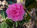 vignette Camellia williamsii Debbie au 08 03 13