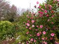 vignette Camellias le long du chemin montant à la terrasse au 10 03 13
