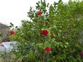 vignette Camellia japonica Kramer's suprme en dbut de floraison au 10 03 13