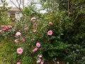vignette Camellias en compagnie aux environs du cabanon au 10 03 13