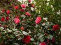 vignette Camellias Freedom bell et japonica Elegans vue rapprochée au 09 03 13