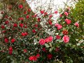 vignette Camellias Freedom bell et japonica Elegans en compagnie au 09 03 13