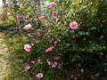 vignette Camellia williamsii Mary Phoebe Taylor aux trs grandes fleurs d'un beau rose lumineux au 09 03 13