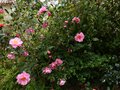 vignette Camellia williamsii Mary Phoebe Taylor au 10 03 13