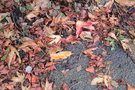 vignette feuilles mortes
