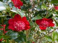 vignette Camellia japonica Bob's tinsie au 11 03 13
