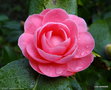 vignette ' KENNY ' camellia japonica