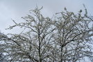 vignette Prunus cerasifera   (corcoduș)