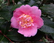 vignette ' LITTLE LAVENDER ' camellia hybride williamsii