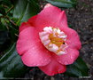 vignette ' DEWATAIRIN ' camellia japonica de higo