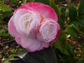 vignette Camellia japonica Desire dont une fleur fait des bbs au 12 03 13