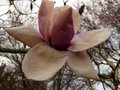 vignette Magnolia Iolanthe gros plan d'une fleur norme au 12 03 13