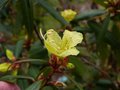 vignette Rhododendron Lutescens autre vue au 12 03 13