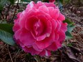 vignette Camellia Reticulata K.O.Hester aux trs grandes fleurs au 12 03 13