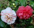 vignette Camélia ' PUNCTATA BOURTOURLIN ' camellia japonica