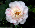 vignette ' PUNCTATA BOURTOURLIN ' camellia japonica