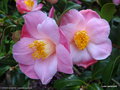 vignette ' FANCH LE MOAL ' camellia japonica