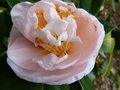 vignette Camellia japonica Mrs.D.W.Davies gros plan au 16 03 13
