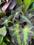 vignette Begonia heracleifolia 'Nigricans'