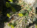 vignette Euphorbia myrsinite