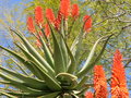 vignette Aloe ferox