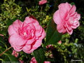 vignette ' PRESTON ROSE ' camellia japonica