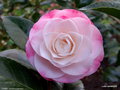 vignette ' DESIRE ' camellia japonica