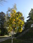 vignette Pterospermum acerifolium