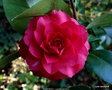 vignette ' IL GIOIELLO ' camellia japonica
